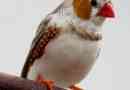 Hur man tar hand om en zebra finch