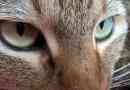 Hur man berättar om en katt har grå starr