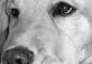 Hur man berättar om min hund har skabb