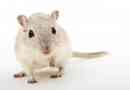 Hur man berättar om din hamster har kvalster