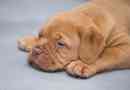 Hur man behandlar en hund med epilepsi