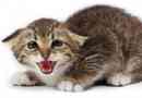 Hur man behandlar en stressad katt