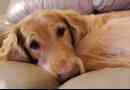 Hur man behandlar hund pyometra