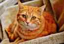Hur man behandlar felin herpes