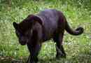 Betydelsen av black panther spirit animal