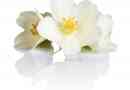 Symbolisk och andlig betydelse av jasminblommor