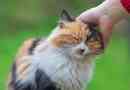 Träna din katt: hur du ändrar din katts beteende