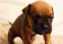 Vad kan en hund med parvovirus äta
