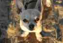 Vad ska en chihuahua-hund äta