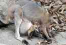 Vad man ska mata en baby-wallaby