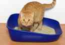 Varför använder inte min katt kattlådan