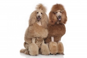 10 Roligaste hundnamn