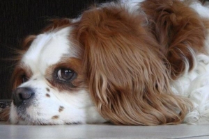 6 Vanliga misstag i hundträning att undvika