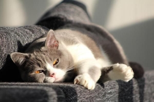 6 Tips för att träna en katt hemma
