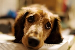 Alla tecken på matsmältningsbesvär hos hund