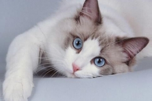 Vid vilken ålder ska jag sterilisera min katt