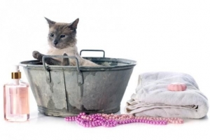 Kan jag bada min katt med mänskligt schampo? - svaret