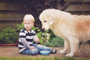 Kan jag ge min hund chips?