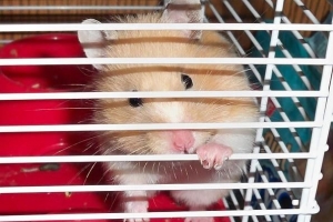 Kan du bada en hamster