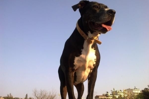 Skillnader mellan american pit bull terriers och american staffordshire terriers