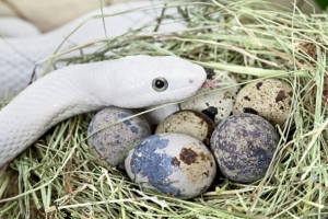 Lägger alla ormar ägg?