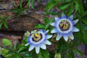 Blommande klätterväxter och vinrankor