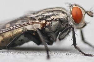 Huskurer för att bli av med flugor snabbt
