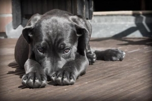 Huskurer för att få min hunds päls att glänsa