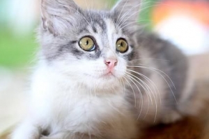Huskurer för att ta bort loppor på min katt