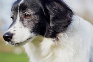 Hembehandlingar för hundkonjunktivit