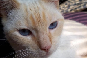 Hur kan jag förhindra att min katt fäller så mycket