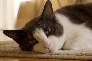 Hur kan jag säga om min katt har en temperatur