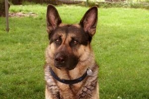 Hur vet jag om min hund har rabies?