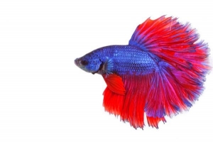 Hur gör betta fish mate