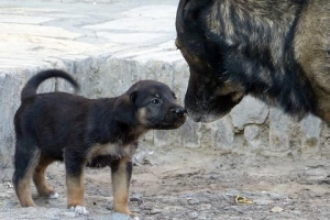 Hur länge varar en hunds graviditet