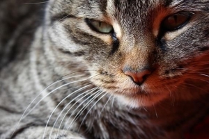 Hur lång är dräktigheten för en katt