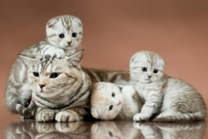 Hur många kattungar kan en katt föda