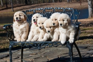 Hur många valpar kan en golden retriever ha?