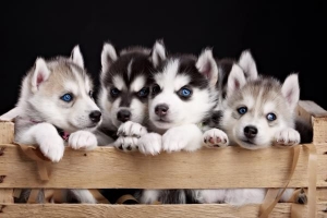 Hur många valpar kan en husky ha?
