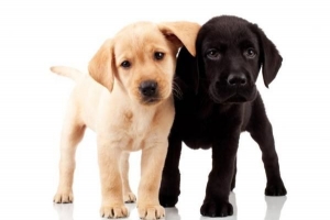 Hur många valpar kan en labrador ha
