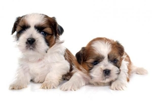 Hur många valpar kan en shih tzu ha