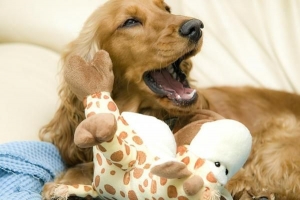 Hur mycket bör en cocker spaniel väga