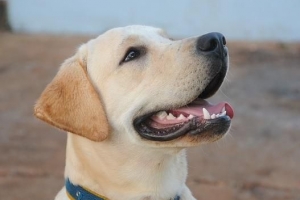 Hur mycket ska en labradorhund väga