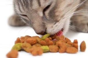 Hur mycket ska min katt äta