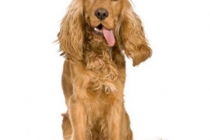 Hur mycket ska min cocker spaniel äta