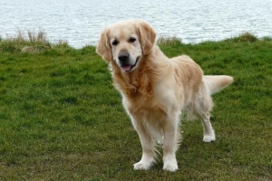 Hur mycket ska min golden retriever väga