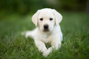 Hur mycket ska min labradorvalp äta?