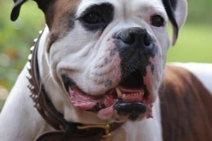 Hur mycket ska jag mata min boxerhund