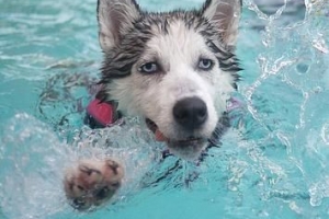 Hur mycket vatten bör en hund dricka per dag