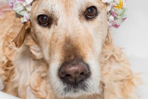 Hur ofta ska jag tvätta min hund?